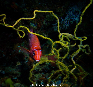 red&yellow by Marc Van Den Broeck 